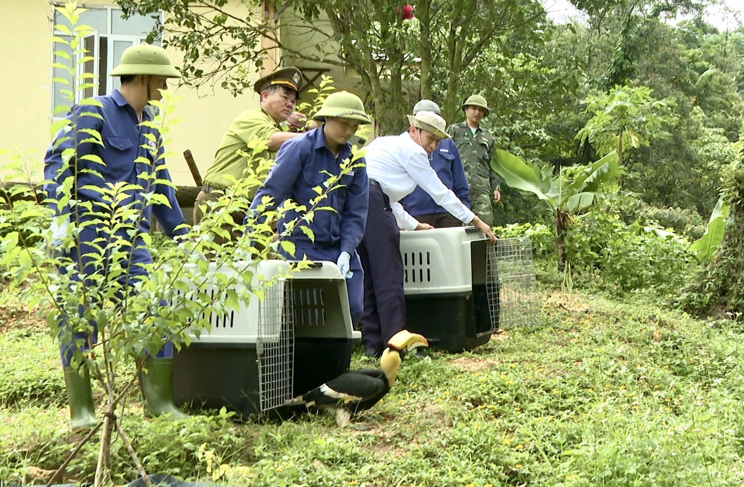 Thả 2 cá thể chim hồng hoàng về môi trường tự nhiên - Ảnh: H.N
