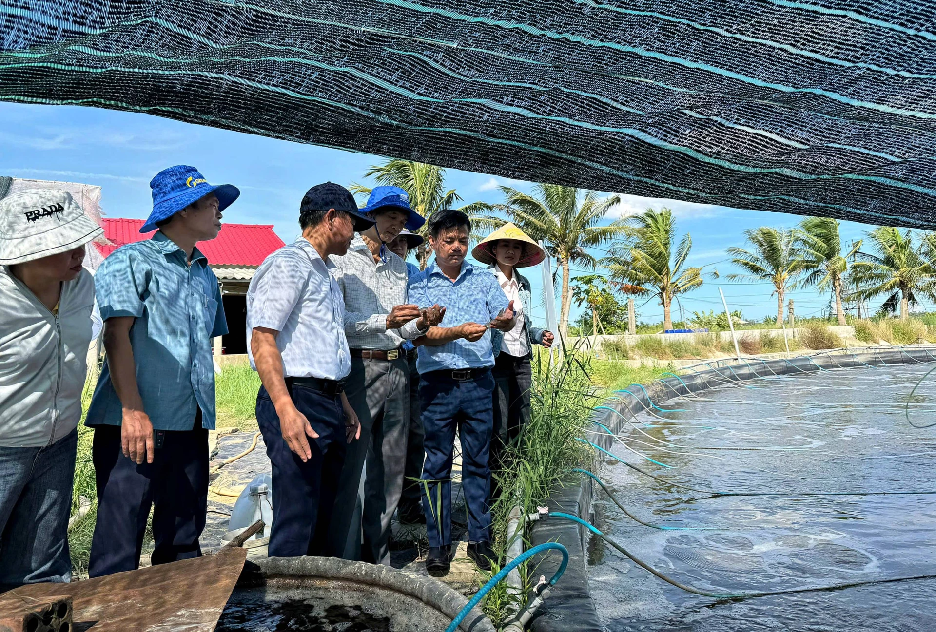 Mô hình nuôi tôm thẻ chân trắng 2 giai đoạn vùng ven sông mang lại hiệu quả kinh tế cao - Ảnh: L.A
