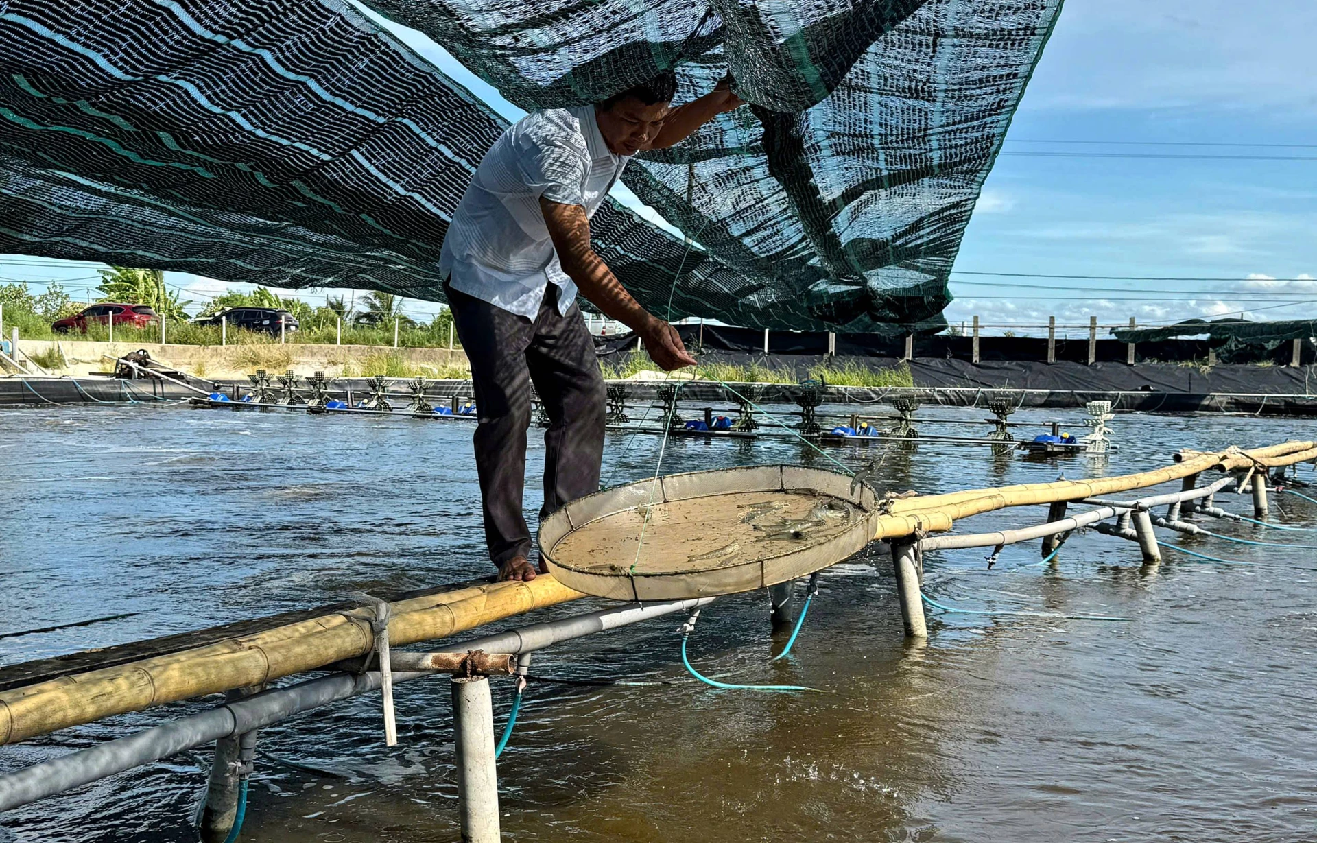 Nuôi theo quy trình 2 giai đoạn giúp tôm sinh trưởng tốt - Ảnh: L.A
