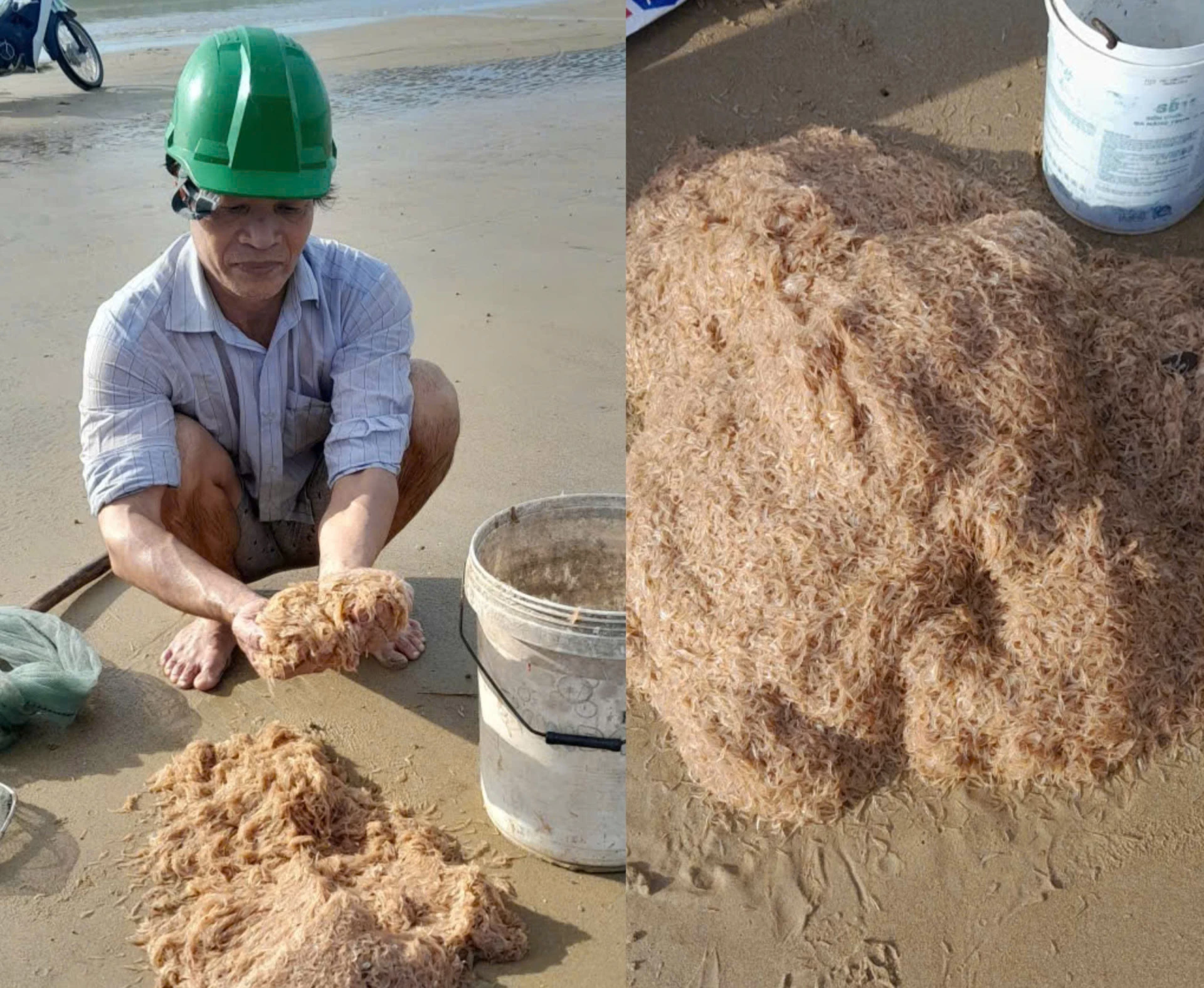 Những mẻ ruốc tươi rói được người dân đưa lên bờ - Ảnh: T.Đ