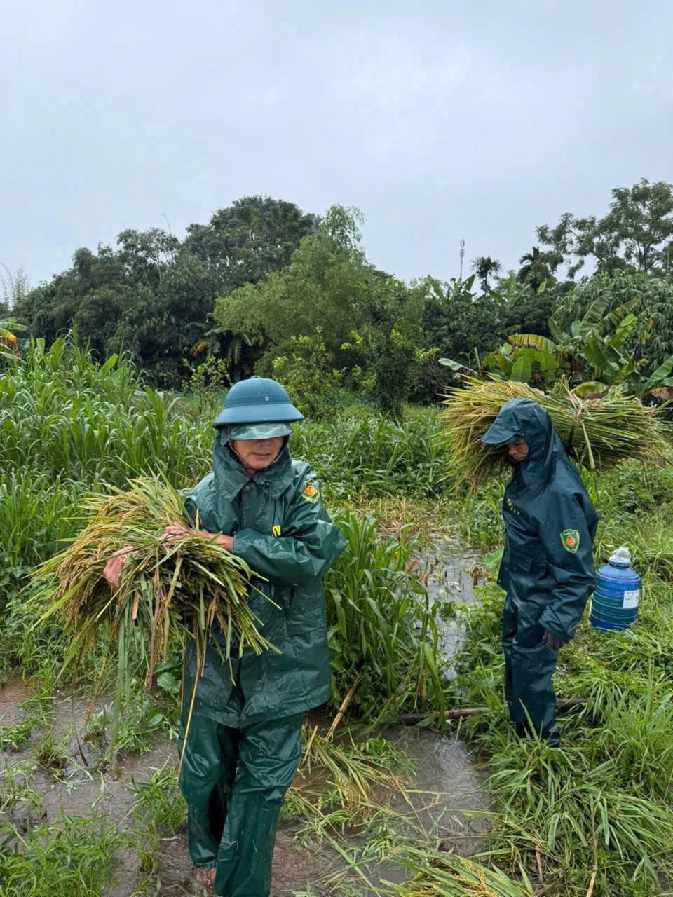 Dân quân xã Vĩnh Hoàng, tỉnh Quảng Trị thuộc Ban Chỉ huy Phòng thủ khu vực 3 - Vĩnh Linh, Bộ CHQS tỉnh Quảng Trị giúp nhân dân thu hoạch lúa - Ảnh: X.D