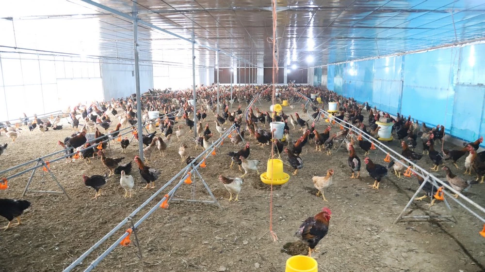 Các ứng dụng khoa học công nghệ được triển khai hiệu quả trong quá trình thực hiện dự án chăn nuôi gà sạch trên vùng cát - Ảnh: M.N