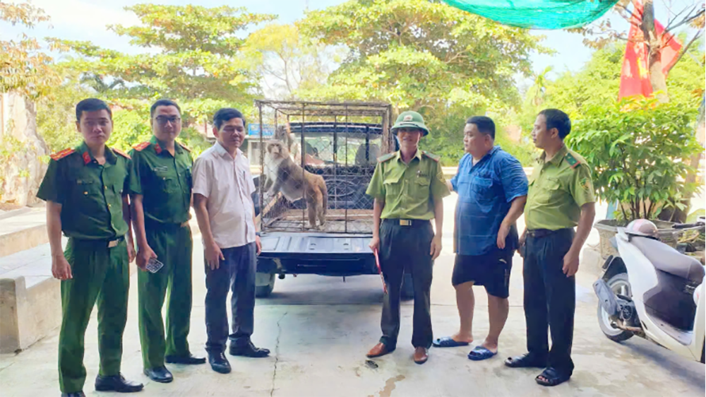 Các lực lượng chức năng tiếp nhận cá thể khỉ đuôi lợn để thả về môi trường tự nhiên tại Khu dự trữ thiên nhiên Động Châu - khe Nước Trong - Ảnh: N.H