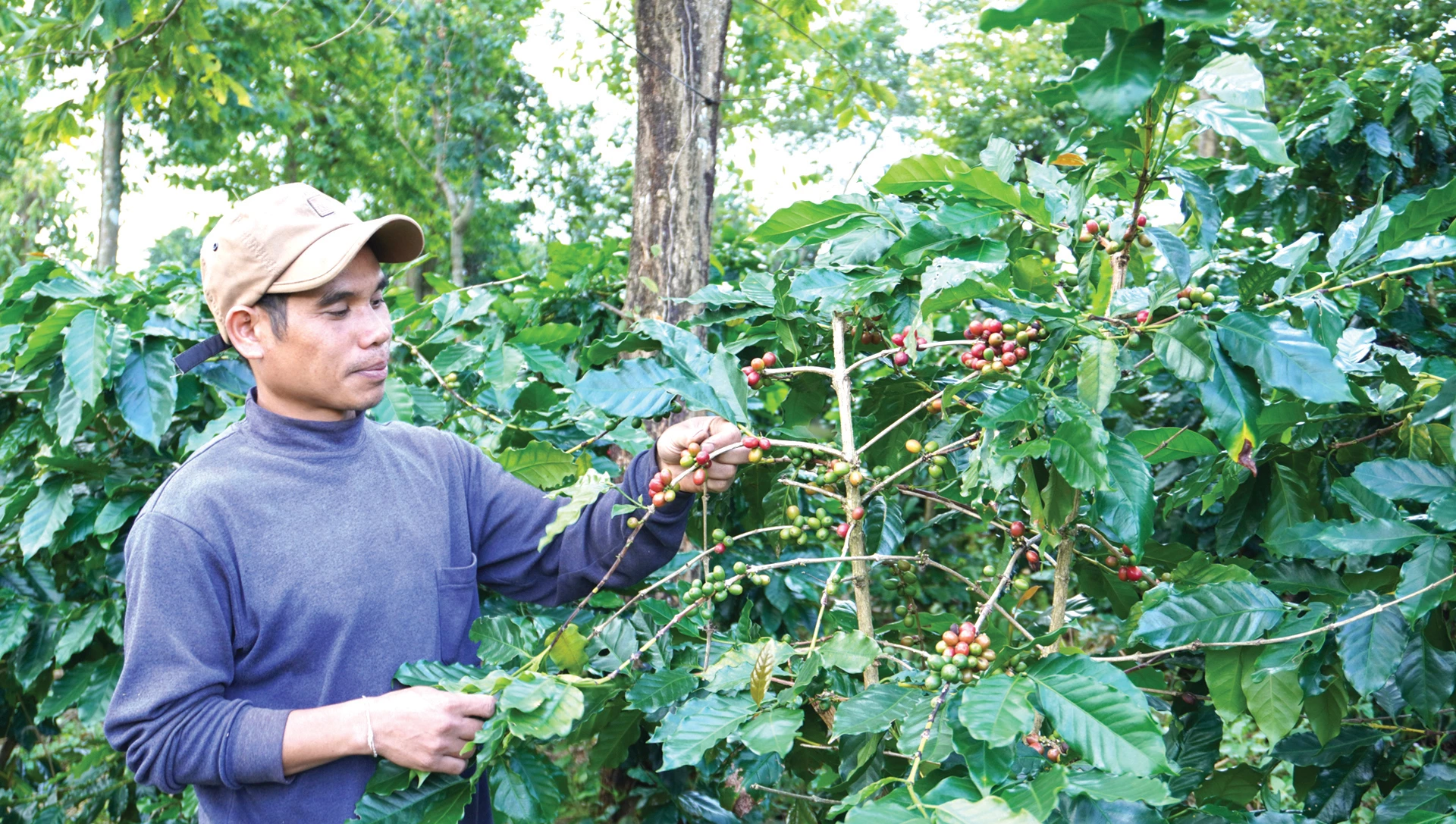 Xã Hướng Phùng lấy cây cà phê làm cây trồng chủ lực để phát triển kinh tế địa phương - Ảnh: L.T