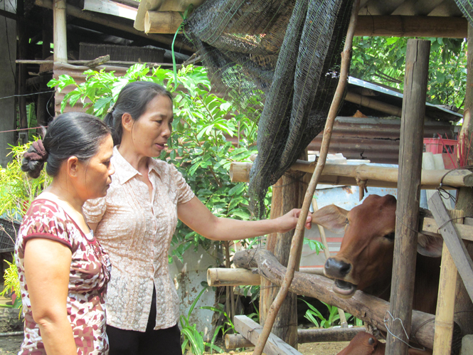 Chị Tình "Mặt trận"