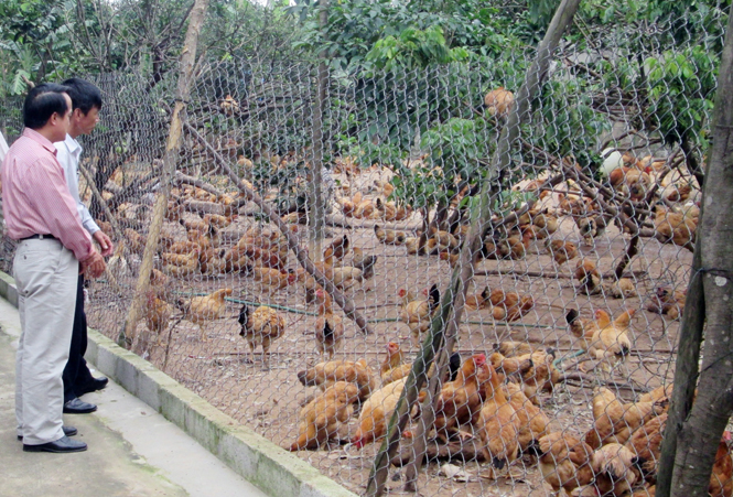 Hội Nông dân huyện Quảng Ninh: Sôi nổi các phong trào thi đua yêu nước