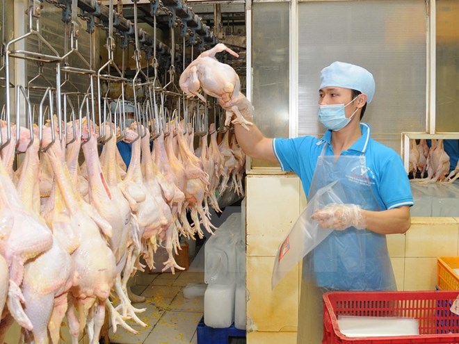 Công bố cấm 5 loại chất tạo màu vàng cho thịt gà có thể gây ung thư