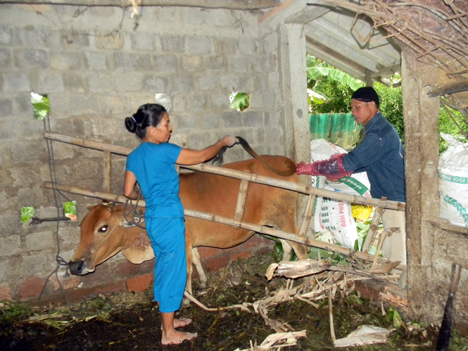 Người "chấp cánh" cho ngành chăn nuôi