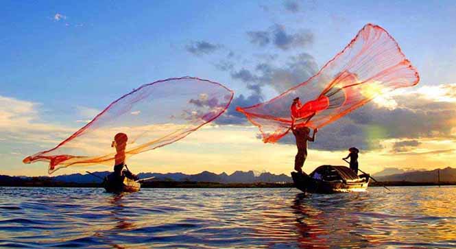 Tảo tần