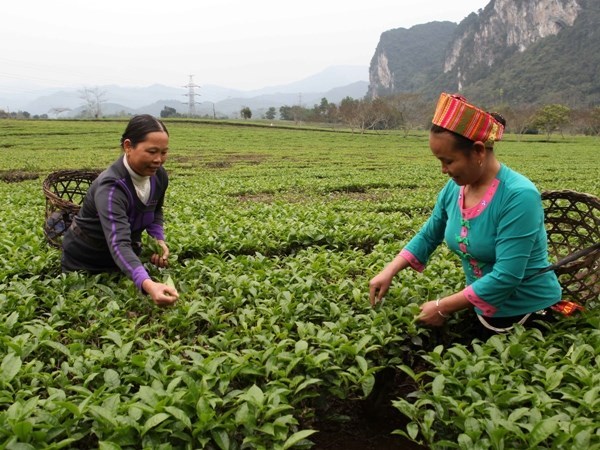Cơ sở sản xuất kinh doanh được vay tối đa 1 tỷ đồng mỗi dự án