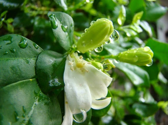 Bài thuốc xông tiêu độc, giải cảm