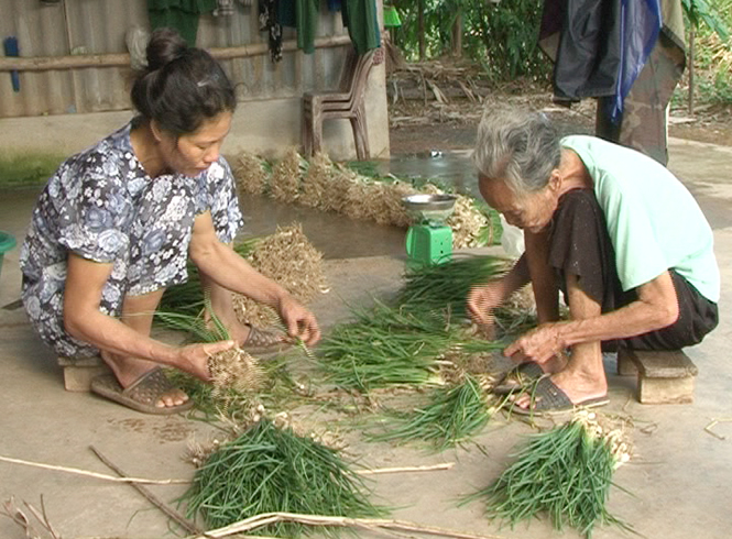 Cây nén"giảm nghèo"