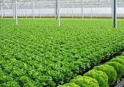 Tiêu chí xác định vùng nông nghiệp ứng dụng công nghệ cao
