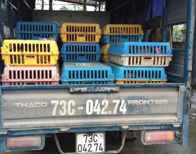 Thu giữ gần 170kg gia cầm không rõ nguồn gốc hợp pháp