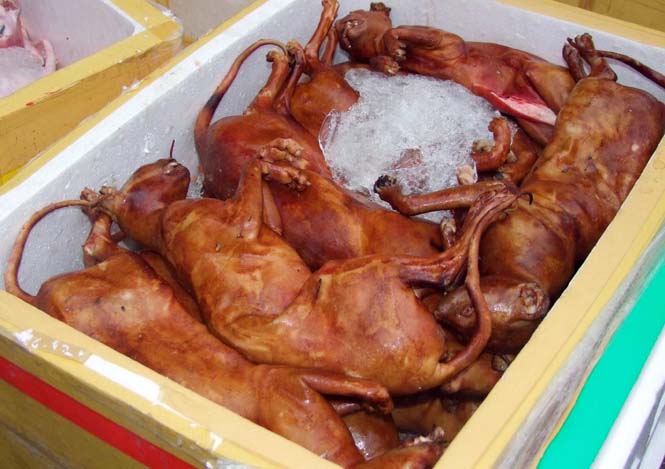 Bắt giữ 2 xe ô tô khách vận chuyển 480kg động vật không rõ nguồn gốc