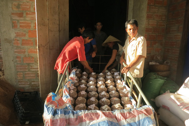 Hoạt động KHCN năm 2015: Nhiều đề tài, mô hình có tính ứng dụng cao
