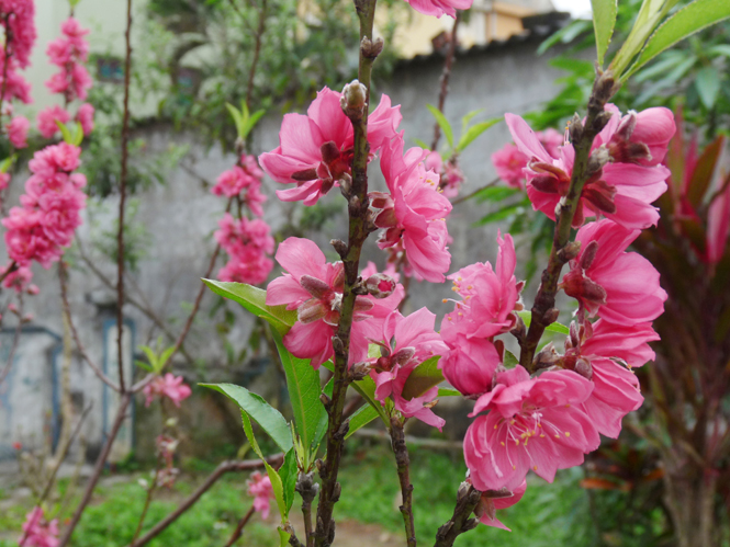 Đóa hoa thơ