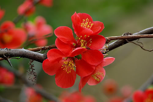 Tình xuân
