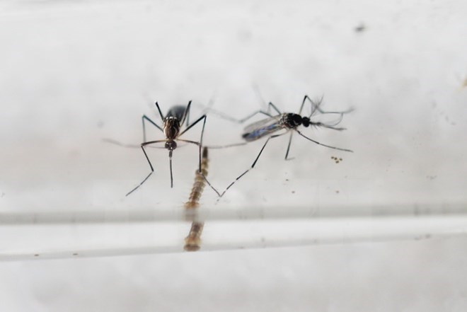 Bộ Y tế khuyến cáo phòng chống dịch bệnh do virus Zika
