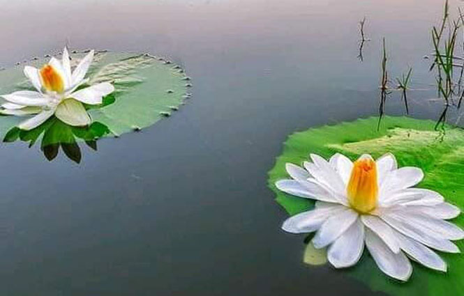 Vui mùa xuân mới