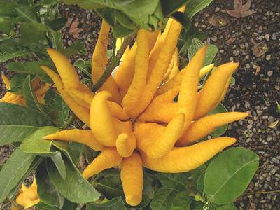 Phật thủ - Thuốc tốt chữa bệnh tiêu hóa