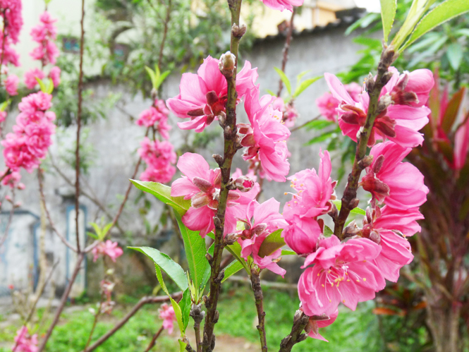 Hoa cuối mùa xuân trong vườn cũ