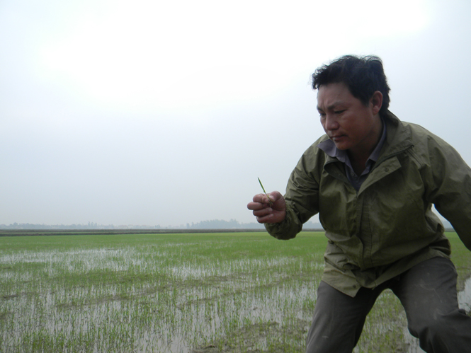 Quảng Ninh: Diện tích lúa đông-xuân sinh trưởng cơ bản ổn định