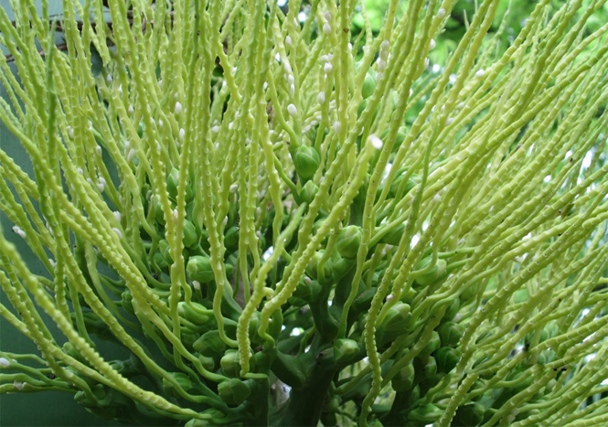 Hòa tấu tháng giêng