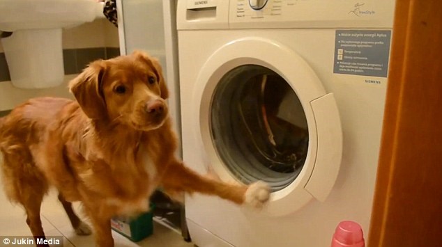 Chú chó gây kinh ngạc với khả năng dùng máy giặt ấn tượng