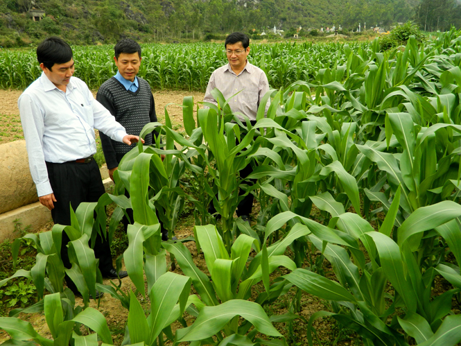 UBND tỉnh chỉ đạo tăng cường công tác phòng, chống hạn tại thị xã Ba Đồn và huyện Tuyên Hoá