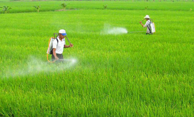 Gần 1.200ha cây trồng bị ảnh hưởng do chuột và sâu bệnh