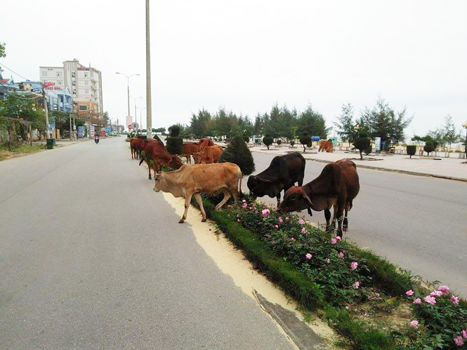 Cần quản lý việc chăn thả gia súc trên đường Trương Pháp