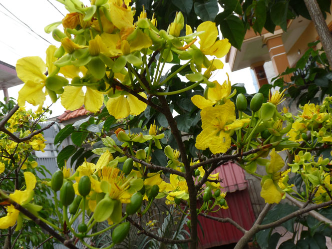 Nét xuân