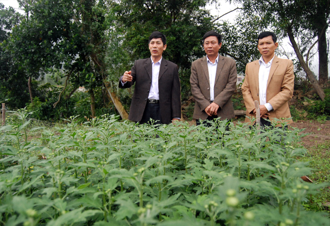 Mô hình trồng hoa cúc: Mở ra hướng phát triển kinh tế mới của nông dân xã Quảng Đông