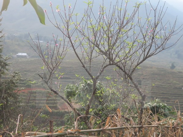 Không khí lạnh mạnh tràn về, Bắc Bộ trời chuyển rét từ 24-3