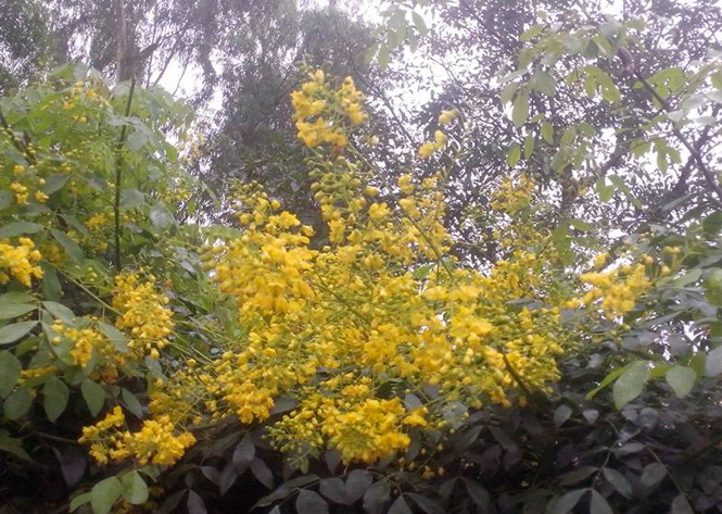 Hoa giêng giếng
