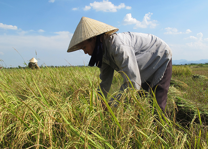 Dốc sức cho dồn điền, đổi thửa