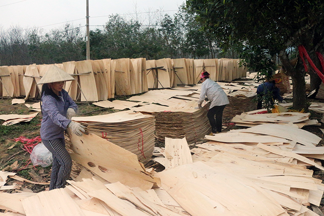 Quản lý và sử dụng đất lâm nghiệp: Cần những giải pháp đồng bộ và quyết liệt