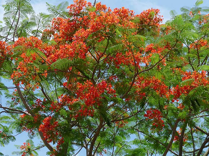 Chớm hạ