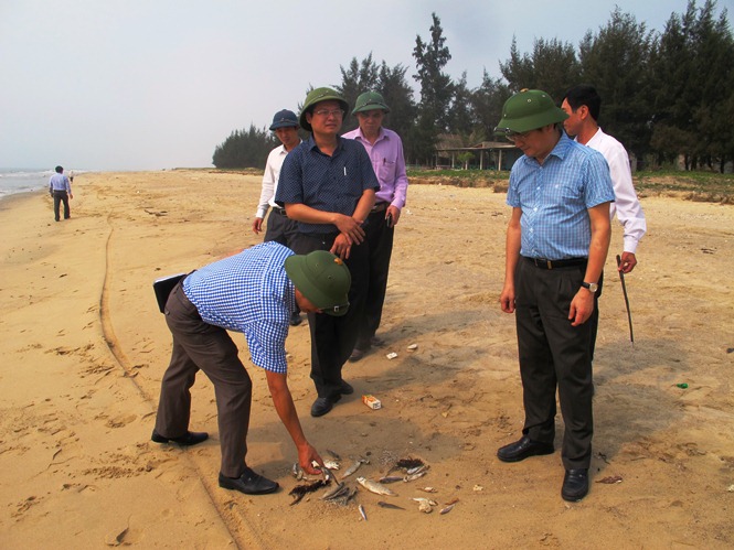 Kiểm tra tình hình cá biển chết bất thường trôi dạt vào bờ