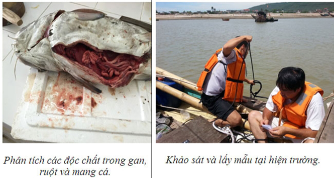 Từng bước loại trừ nguyên nhân gây cá chết hàng loạt
