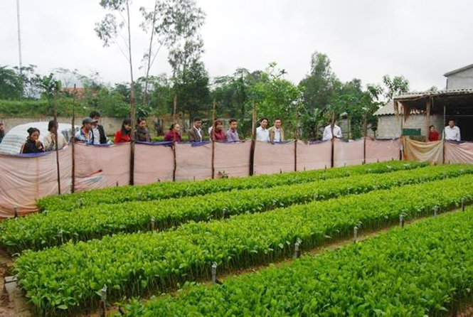 Xây dựng thành công mô hình vườn ươm giống keo lai giâm hom ở Phong Hóa