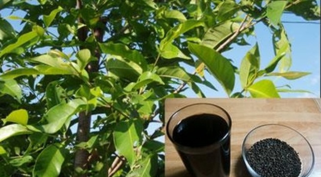 Vối: thanh nhiệt, tốt cho tiêu hóa