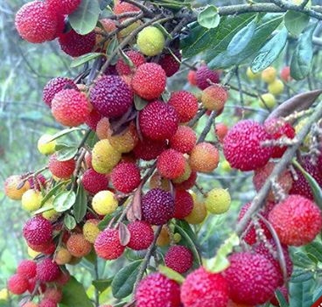 Chua ngọt dâu rừng