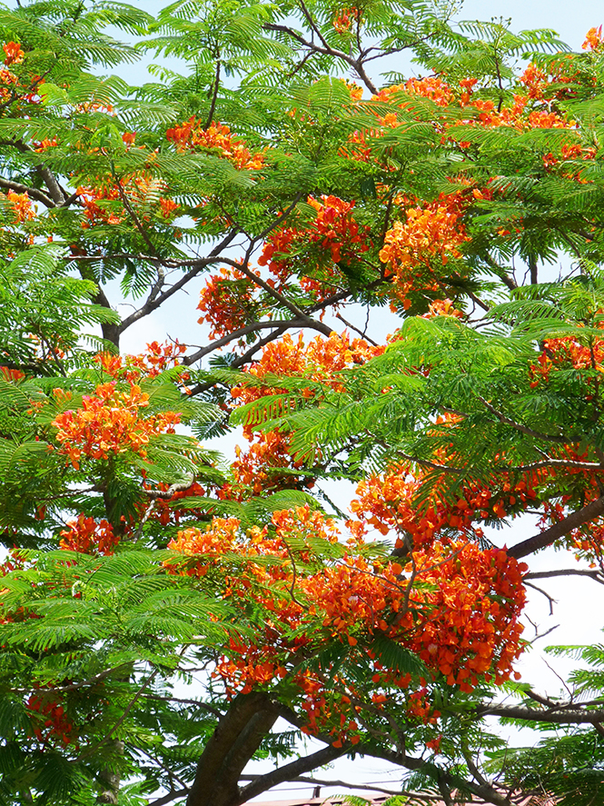 Nắng