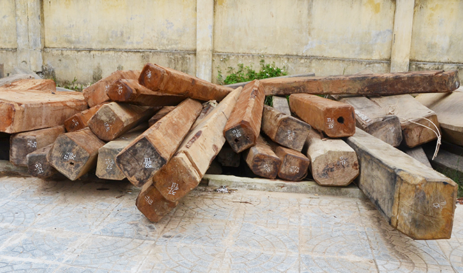 Lệ Thủy: Tăng cường bảo vệ rừng vùng giáp ranh