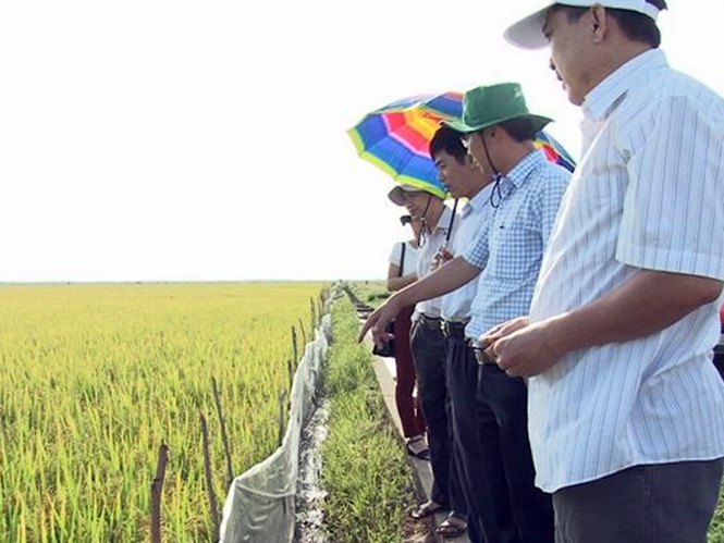 Hoạt động nghiên cứu, ứng dụng khoa học công nghệ trong nông nghiệp và y tế: Thúc đẩy sự tăng trưởng kinh tế và cải thiện an sinh xã hội