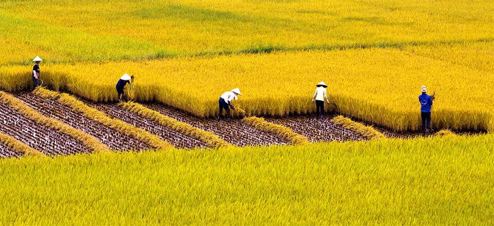 Nhịp mùa