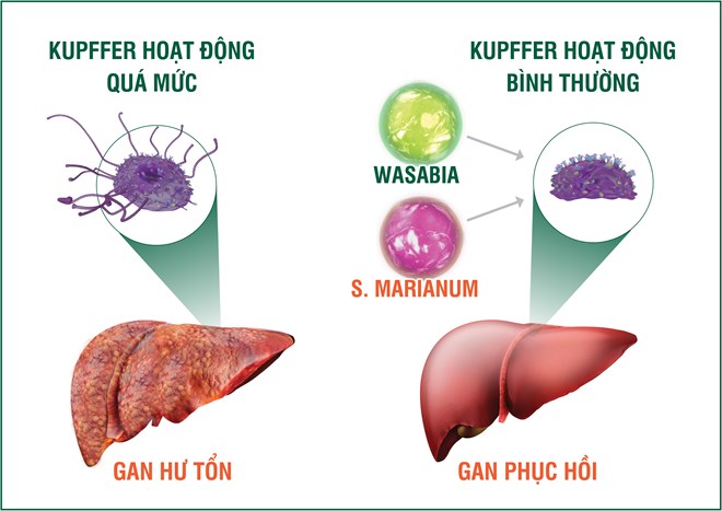 Chủ động chống độc, bảo vệ gan trước các loại thực phẩm bẩn