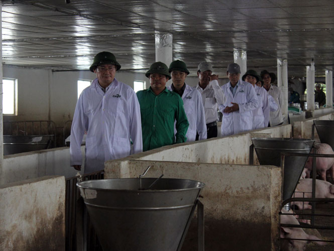 Lãnh đạo UBND tỉnh kiểm tra một số mô hình, đề tài chăn nuôi